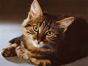Brown kitten, sweet, kitten, brown, cat HD wallpaper