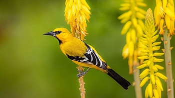 Yellow Black Bird Is Standing On Yellow Flower Plant In Blur Green Background Birds HD wallpaper