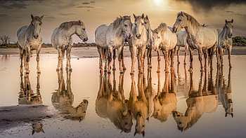 White horses at shore, reflections, animals HD wallpaper