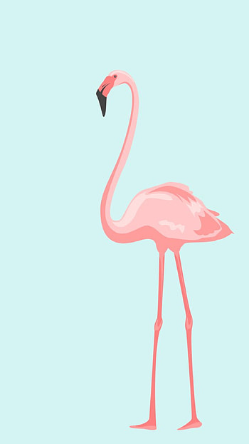 Flamingo , Beautiful design, Captivating visuals, Vibrant HD phone wallpaper