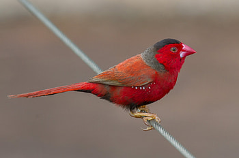 Crimson Finch, animal, crimson, bird, finch HD wallpaper