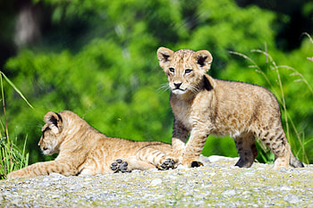 Animals, Young, Lion, Wildlife, Nice, Sweetheart, Joey, Lion Cub HD wallpaper