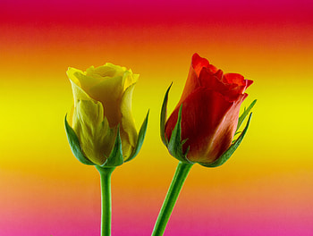 Gradient, yellow red roses, flowers HD wallpaper