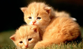 Little Kittens, baby, cats, cute, , little HD wallpaper