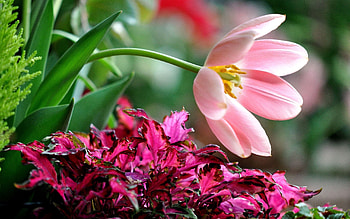 Grass, Leaves, Flower, Macro, Petals HD wallpaper