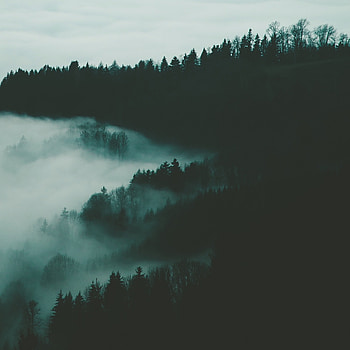 Trees, Night, Dark, Forest, Fog HD phone wallpaper