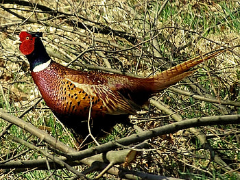 Pheasant, birds, pen, color HD wallpaper