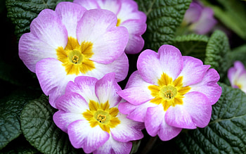 PRIMROSE, Green, Leaves, Petals, Purple HD wallpaper