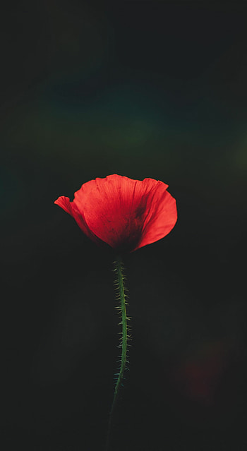 Intense red poppy, Close-up portrait, Stunning floral beauty, Nature's radiant wonder HD phone wallpaper