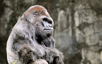 Powerful gorilla, Animal kingdom, Majestic creature, Wildlife graphy HD wallpaper