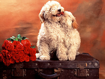 Animals, Dogs HD wallpaper