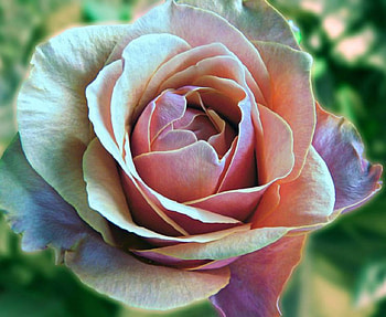 *Rosebella*, rose, petals, close-up, nature, flowers, bella HD wallpaper