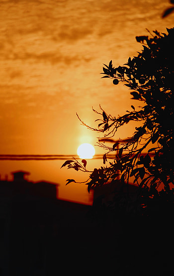 Nature, Sunset, Sky, Sun, Silhouette, Branches HD phone wallpaper