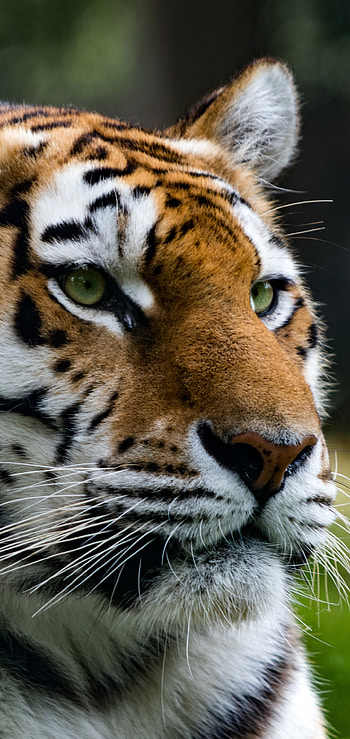 Majestic Tiger Gaze – Bold Animal for Your , Animal, tiger HD phone wallpaper