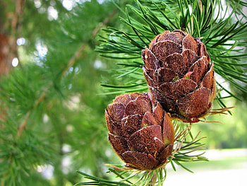 Plants, Cones HD wallpaper