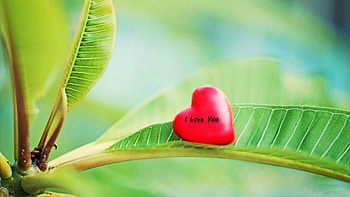 pics love cute red heart nature leaf background HD wallpaper