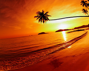Tropical Sunset, palms, sea, tropical, sunset, beach HD wallpaper