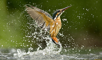 Kingfisher, Beautiful bird ry, Tranquil nature scene, Peaceful HD wallpaper