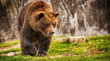 Brown bear's glory, Wildlife graphy, Nature's beauty, high-quality HD wallpaper