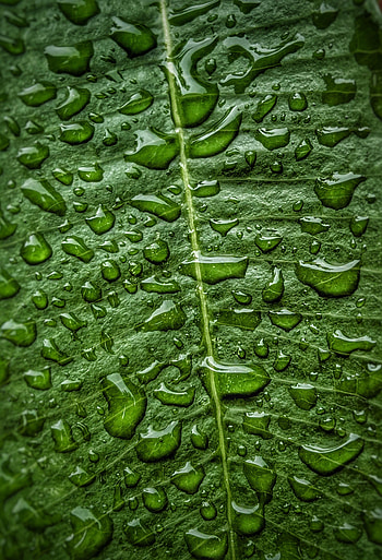 Drops, Macro, Leaflet HD phone wallpaper