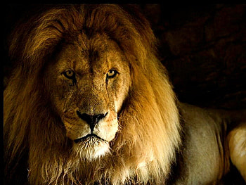 Savannah royalty, africa, mane, king, hunter, leader, lion, male HD wallpaper