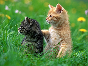 Animals, Cats HD wallpaper