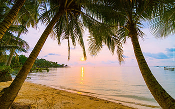 Tropic Sunset, palms, ocean, sunset, beach HD wallpaper