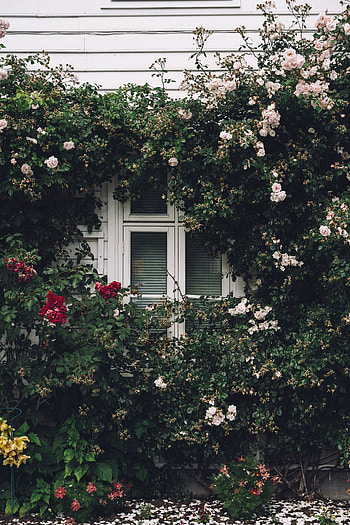 Flowers, Window, Facade, Decoration HD phone wallpaper