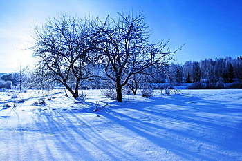 Blue Winter, graphy, landscape, beautiful, tree, snow, nature, sky, amazing, sun, forest HD wallpaper
