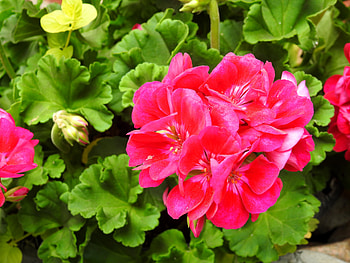 Summer Geranium, graphy, Summer, Flowers, Nature, Geranium HD wallpaper