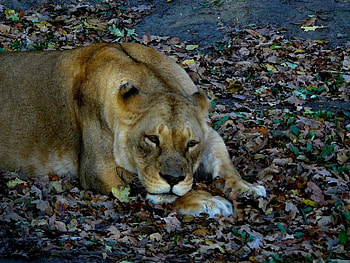 Lioness, animal HD wallpaper