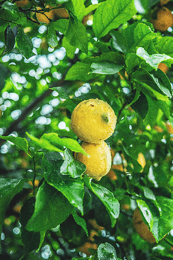 Nature, Lemons, Wet, Branch, Fruit, Citrus HD phone wallpaper