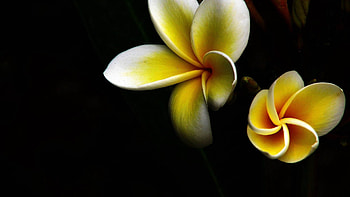 Flowers, Background, Dark, Petals HD wallpaper
