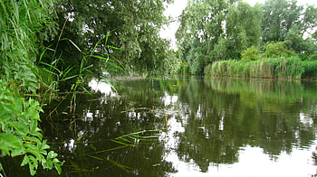 Nature, Rivers, Trees, Summer HD wallpaper