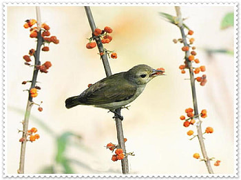 Plain Flowerpecker., animal, perch, bird, flowerpecker, berry HD wallpaper