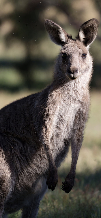 Kangaroo , XR, Kangaroo HD phone wallpaper