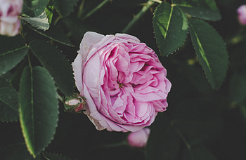 Flowers, Leaves, Pink, Flower, Rose Flower, Rose, Bud, Garden HD wallpaper