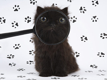 Animals, Cat, Fluffy, Muzzle, Magnifier HD wallpaper