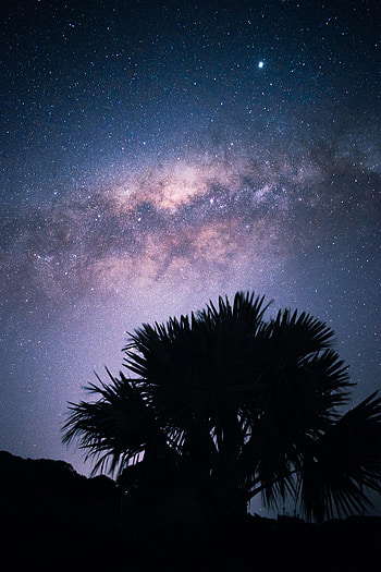 Nature, Stars, Night, Palms, Silhouette, Starry Sky, Nebula HD phone wallpaper