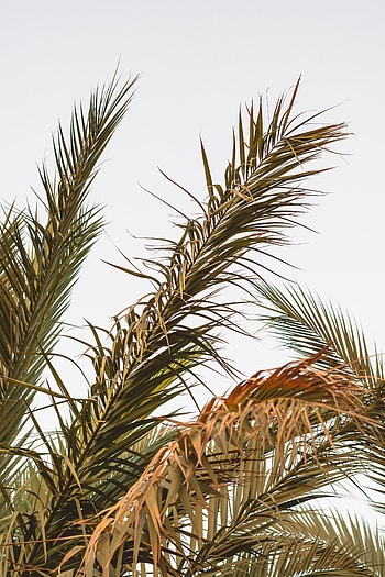 Nature, Leaves, Plant, Palm, Branches, Tropical HD phone wallpaper