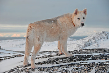 Animals, Snow, Dog, Greenland Dog HD wallpaper