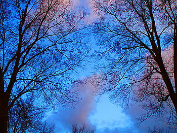 Sky blue, blue, clouds, branches, trees, sky HD wallpaper