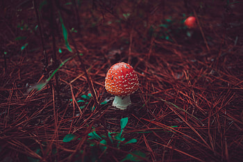 Nature, Grass, Autumn, Mushroom, Fly Agaric HD wallpaper