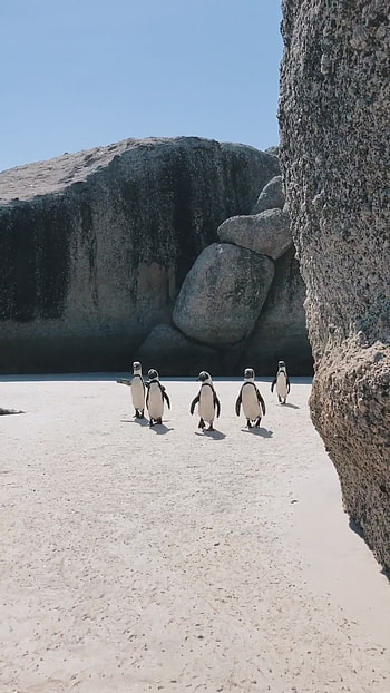 Me & my homies video, Wildlife adventure, Galapagos penguin, Nature's marvels HD phone wallpaper