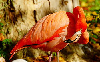 Animals, Flamingo, Bird, Beak HD wallpaper