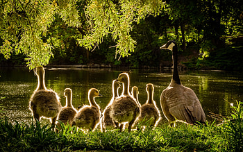 Goose and Goslings, goslings, birds, animals, goose, grass, tree, pond HD wallpaper