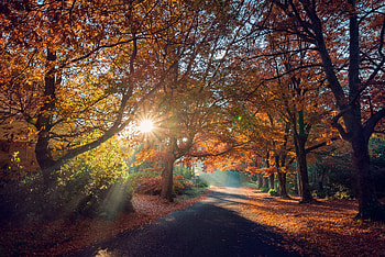 The Sun rays, The Sun, Road, Alley, Autumn HD wallpaper