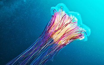 Underwater jellyfish, Glowing marvels, Serene beauty, Seamless graphy HD wallpaper