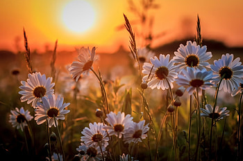 Daisies on Sun Shine, sunray, flowers, spring, daisies HD wallpaper
