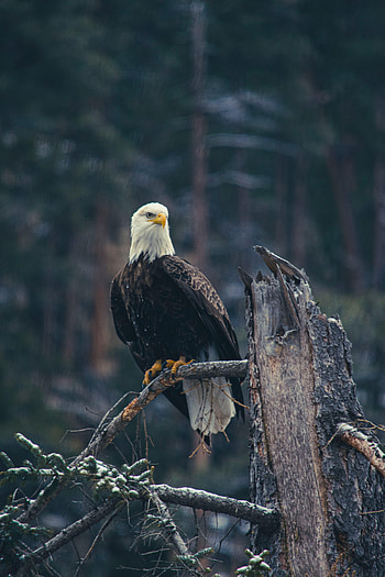 Animals, Bird, Branch, Predator, Eagle, Bald Eagle, White-Headed Eagle HD phone wallpaper